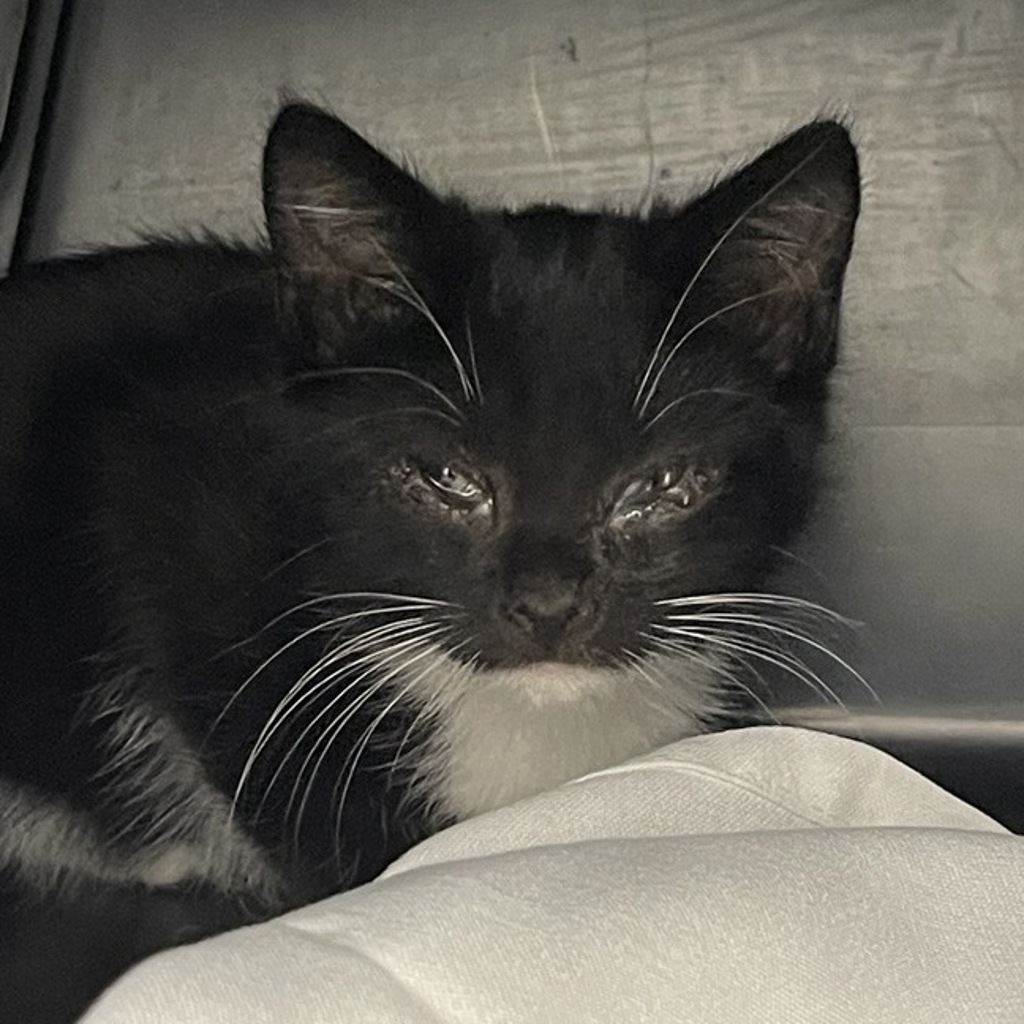 Shelter Stray Female Cat last seen Near E washington Avenue, Escondido, CA, 92025, Escondido, CA 92027, USA