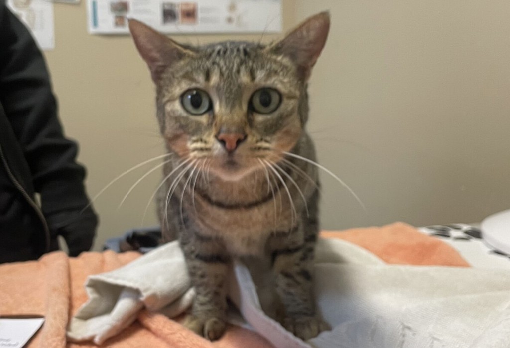 Shelter Stray Female Cat last seen Near Sanford Lane, Encinitas, CA, 92024, Oceanside, CA 92058, USA
