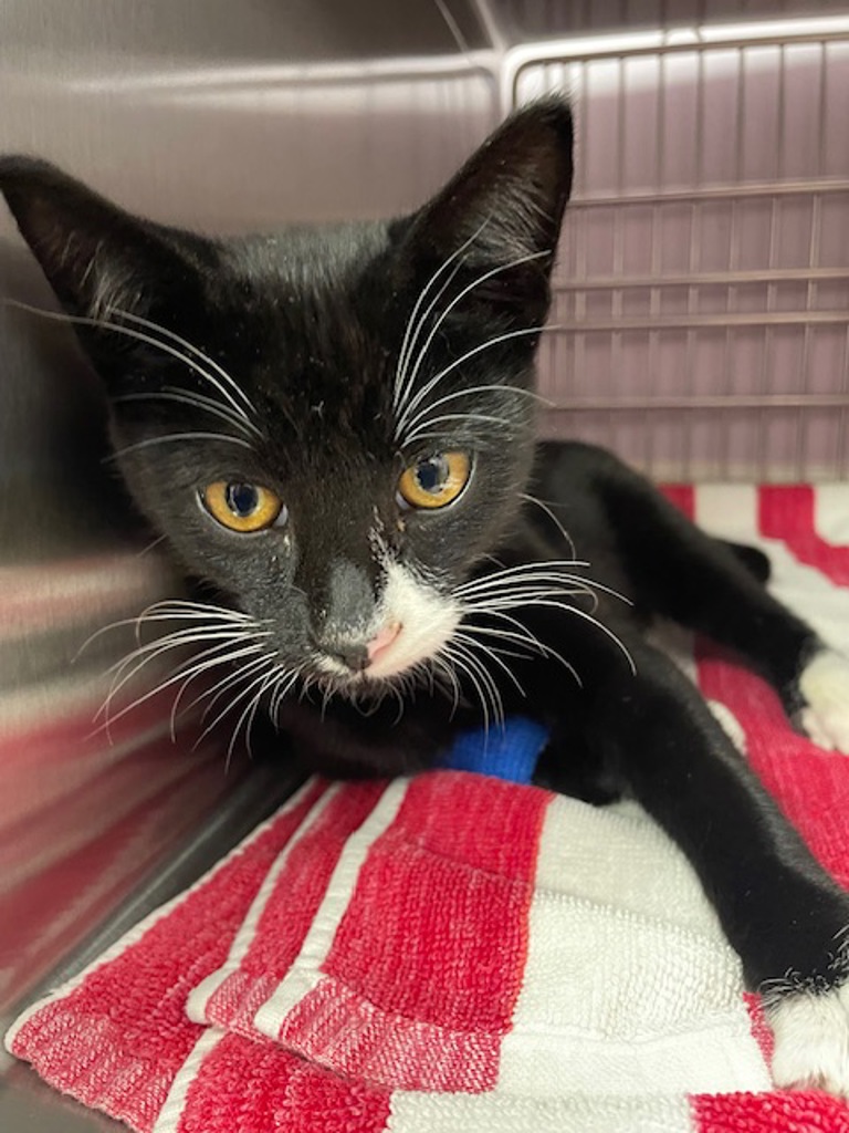 Shelter Stray Male Cat last seen NE 72nd Dr & NE Fourth Plain Blvd, VANCOUVER, WA, 98661, 1100 NE 192nd Ave, Vancouver, WA 98684, USA