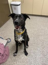 Shelter Stray Male Dog last seen NE St Johns Rd & NE 47th Rd, VANCOUVER, WA, 98665, 1100 NE 192nd Ave, Vancouver, WA 98684, USA