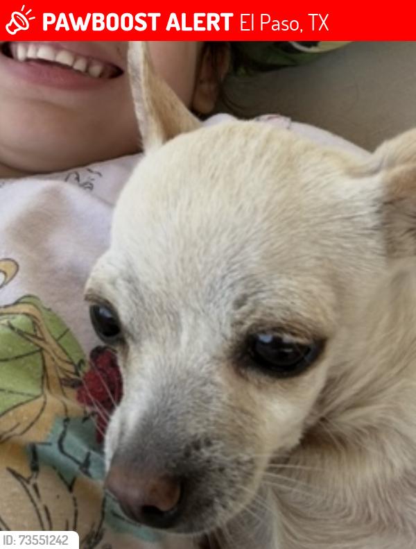 Lost Female Dog last seen Near López rd El Paso, El Paso, TX 79938