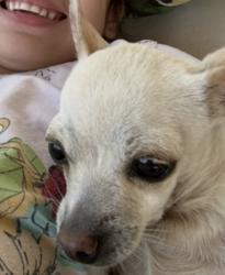 Lost Female Dog last seen Near López rd El Paso, El Paso, TX 79938