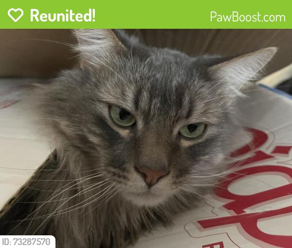 Reunited Male Cat last seen Pepperridge Dr & Contrails Near Research& Rangewood, Colorado Springs, CO 80920