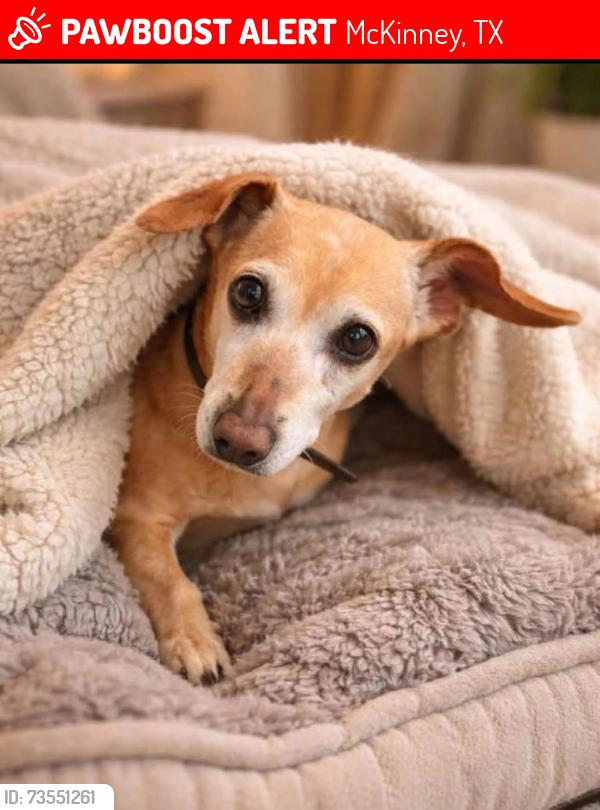 Lost Female Dog last seen Eldorado Heights II - Eldorado and Lake Forest, McKinney, TX 75070