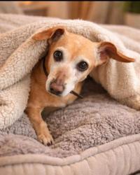 Lost Female Dog last seen Eldorado Heights II - Eldorado and Lake Forest, McKinney, TX 75070