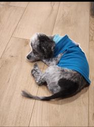 Lost Male Dog last seen Keeler ridge & Ridgefield rd, Wilton, CT 06897