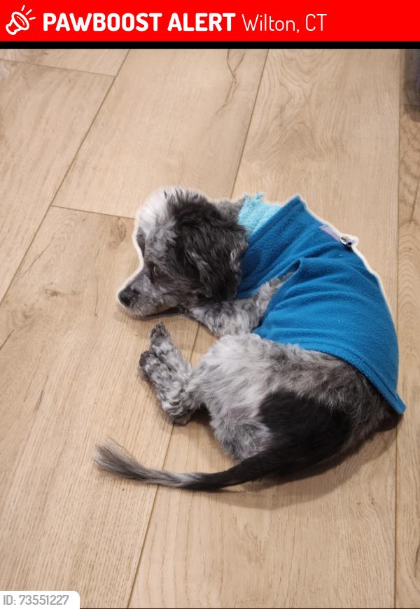 Lost Male Dog last seen Keeler ridge & Ridgefield rd, Wilton, CT 06897