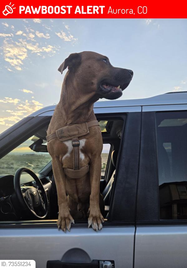 Lost Male Dog last seen hwy E470 & 6th Avenue, Aurora, CO 80018