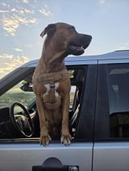Lost Male Dog last seen hwy E470 & 6th Avenue, Aurora, CO 80018