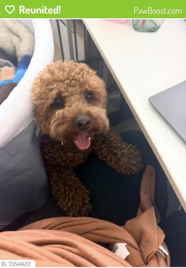 Reunited Male Dog last seen Capri dr, French Valley, CA 92596