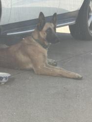 Found/Stray Female Dog last seen Brittany ln, Grand Prairie, TX 75052