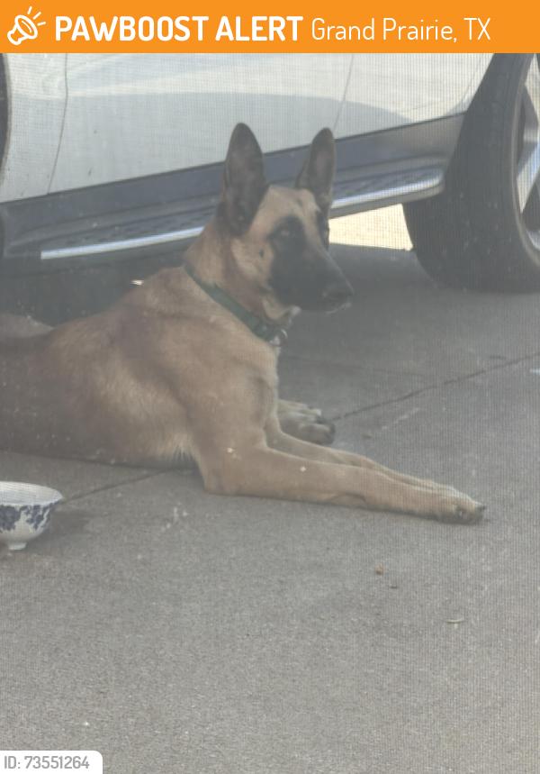 Found/Stray Female Dog last seen Brittany ln, Grand Prairie, TX 75052