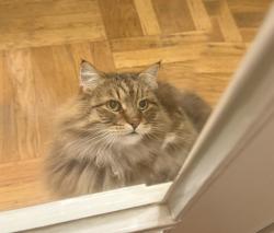 Lost Male Cat last seen Bay and Broderick St, San Francisco, CA 94123