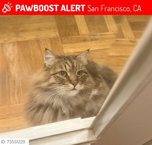 Lost Male Cat last seen Bay and Broderick St, San Francisco, CA 94123