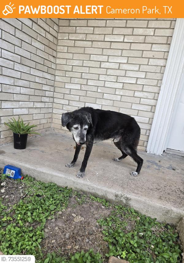 Found/Stray Male Dog last seen Dana Avenue, Cameron Park, TX 78526