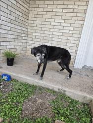 Found/Stray Male Dog last seen Dana Avenue, Cameron Park, TX 78526