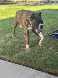 Found/Stray Male Dog last seen Miller and oleander, Fontana, CA 92336
