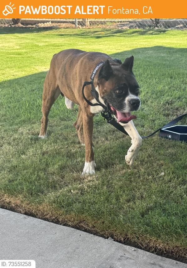 Found/Stray Male Dog last seen Miller and oleander, Fontana, CA 92336