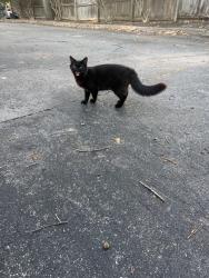Found/Stray Unknown Cat last seen Dacian and Gregson, Durham, NC 27701