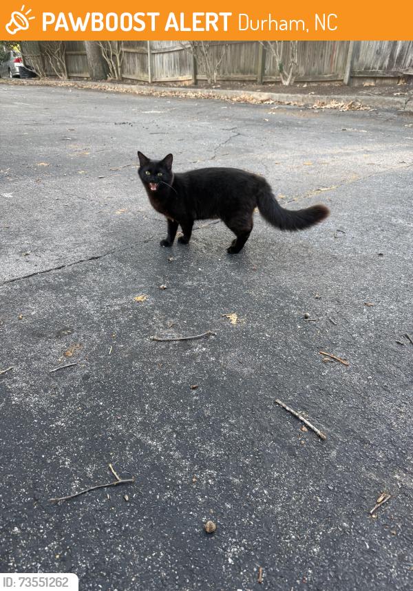 Found/Stray Unknown Cat last seen Dacian and Gregson, Durham, NC 27701