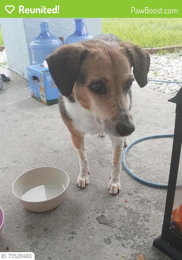 Reunited Female Dog last seen Near newer 711, Cape Coral, FL 33993