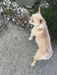 Lost Female Dog last seen Near robin nest way, Houston, TX 77073