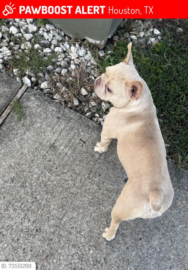 Lost Female Dog last seen Near robin nest way, Houston, TX 77073