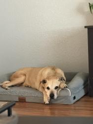 Reunited Female Dog last seen Ferrara ct and valeriewood, Modesto, CA 95355