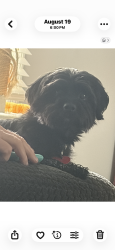 Lost Female Dog last seen Hueston Woods Nature Center/Marina, College Corner, OH 45003