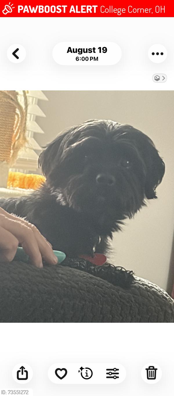 Lost Female Dog last seen Hueston Woods Nature Center/Marina, College Corner, OH 45003