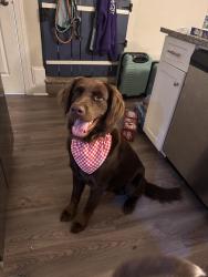 Reunited Male Dog last seen Section hse RD, Hickory, NC 28601