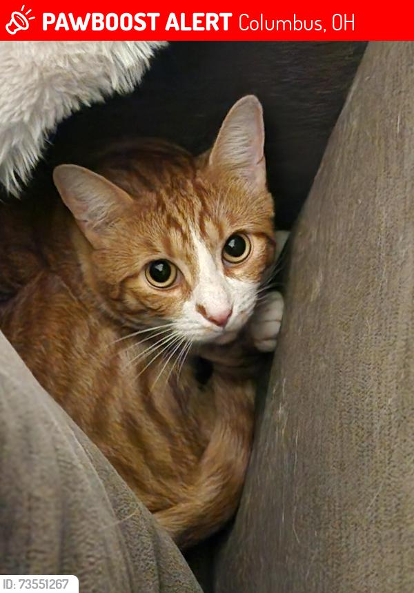 Lost Male Cat last seen Hilo Lane & Parkway, Columbus, OH 43212