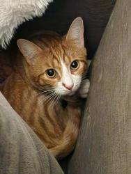 Lost Male Cat last seen Hilo Lane & Parkway, Columbus, OH 43212
