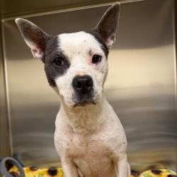 Shelter Stray Female Dog last seen , 5570 Sturmer Park Cir, Winston-Salem, NC 27105, USA