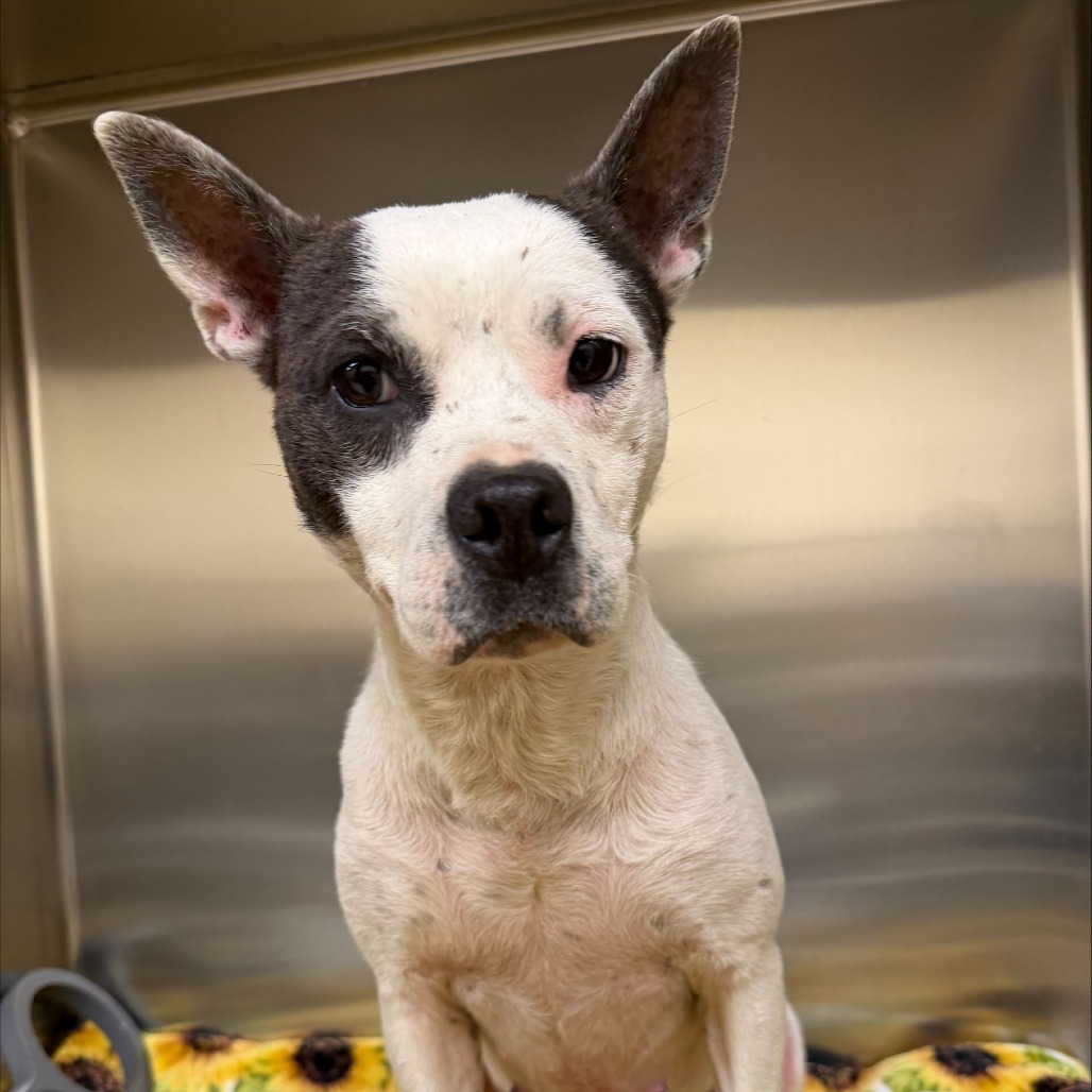 Shelter Stray Female Dog last seen , 5570 Sturmer Park Cir, Winston-Salem, NC 27105, USA