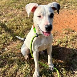 Shelter Stray Male Dog last seen , 328 Furman Hall Rd, Greenville, SC 29609, USA