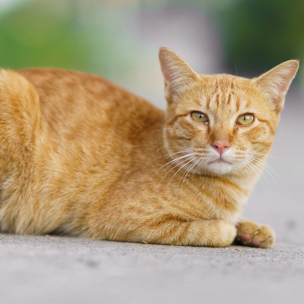 Shelter Stray Male Cat last seen , 3200 N Military Trl, West Palm Beach, FL 33409, USA