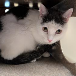 Shelter Stray Male Cat last seen , 361 S Raymond Ave, Pasadena, CA 91105, USA