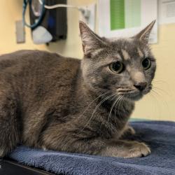 Shelter Stray Male Cat last seen , 361 S Raymond Ave, Pasadena, CA 91105, USA