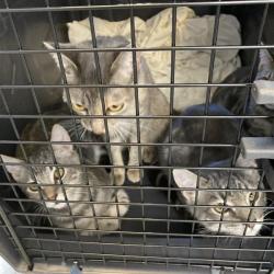 Shelter Stray Unknown Cat last seen , 12910 Yukon Ave, Hawthorne, CA 90250, USA