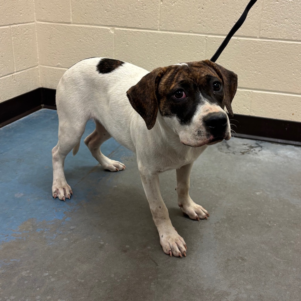 Shelter Stray Female Dog last seen , 2350 Appling City Cove, Memphis, TN 38133, USA