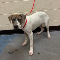 Shelter Stray Male Dog last seen , 2350 Appling City Cove, Memphis, TN 38133, USA