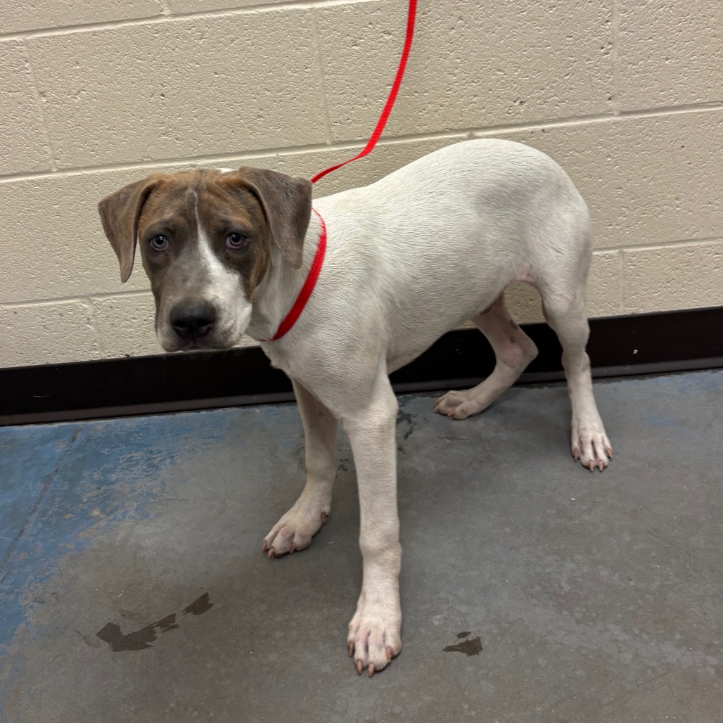 Shelter Stray Male Dog last seen , 2350 Appling City Cove, Memphis, TN 38133, USA