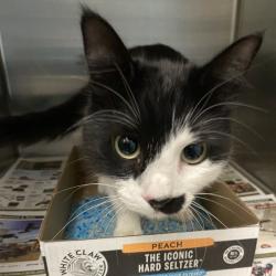 Shelter Stray Female Cat last seen , 800 Southwest Dr, Cheyenne, WY 82007, USA