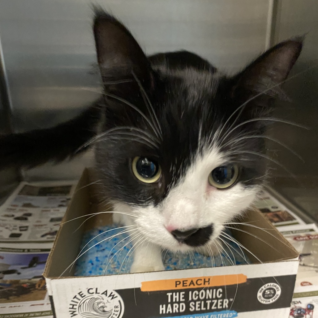 Shelter Stray Female Cat last seen , 800 Southwest Dr, Cheyenne, WY 82007, USA