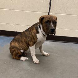 Shelter Stray Male Dog last seen , 2350 Appling City Cove, Memphis, TN 38133, USA