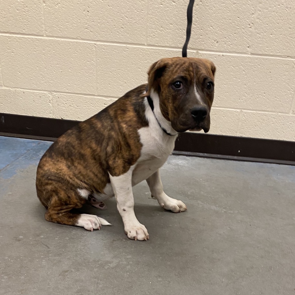Shelter Stray Male Dog last seen , 2350 Appling City Cove, Memphis, TN 38133, USA