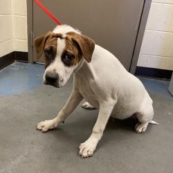 Shelter Stray Male Dog last seen , 2350 Appling City Cove, Memphis, TN 38133, USA