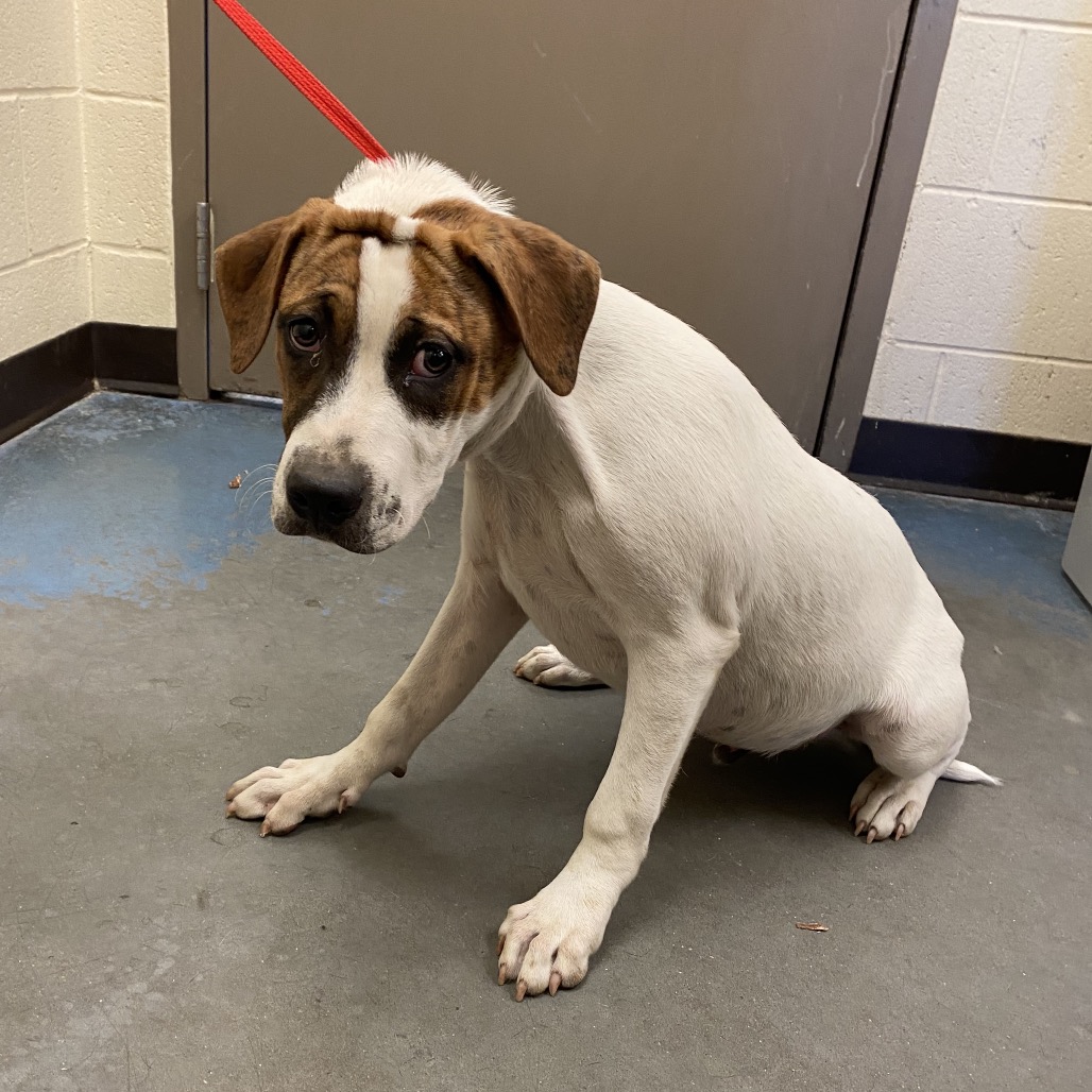 Shelter Stray Male Dog last seen , 2350 Appling City Cove, Memphis, TN 38133, USA