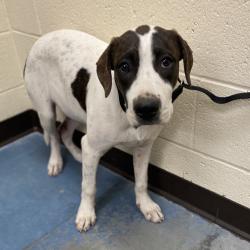 Shelter Stray Male Dog last seen , 2350 Appling City Cove, Memphis, TN 38133, USA